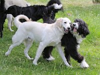 Puppys van Bliss040622-0024